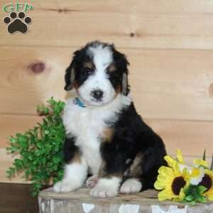 Taco Bell, Bernedoodle Puppy